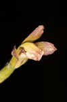 Adam and Eve orchid <BR>Puttyroot